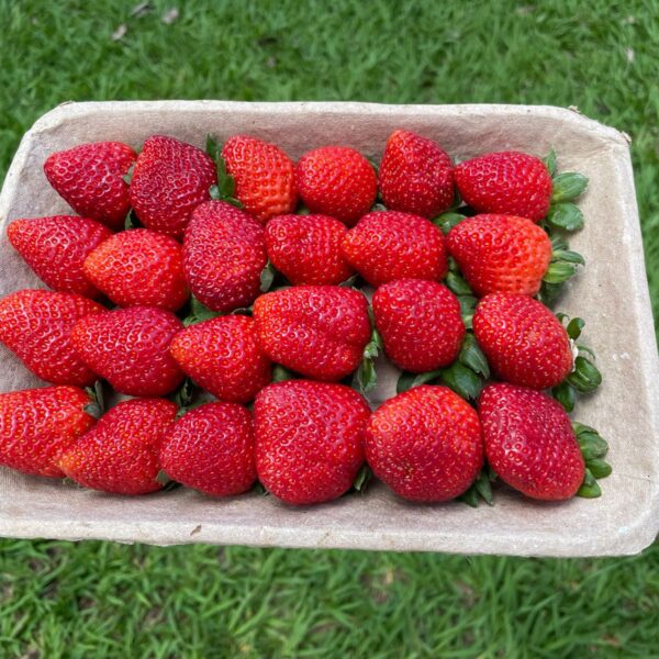 Bandeja para hortifruti compostável eeCoo